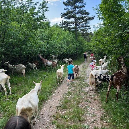 Tmbin'S Barn - Nature, Horses, Family Sezana Luaran gambar