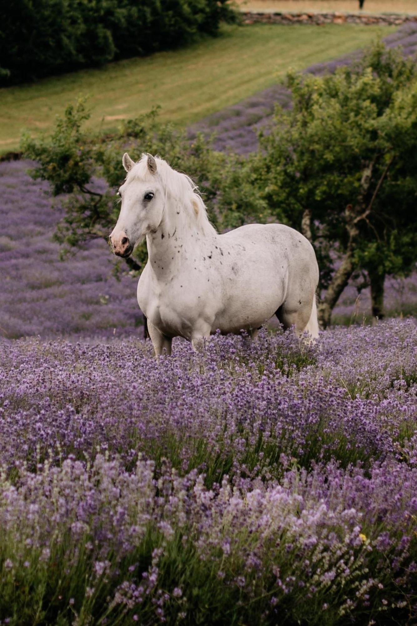 Tmbin'S Barn - Nature, Horses, Family Sezana Luaran gambar